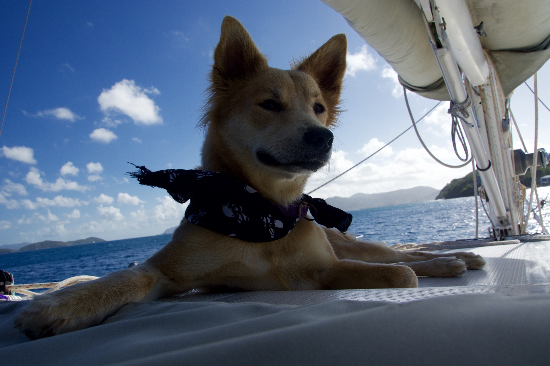 yacht chartern mit hund