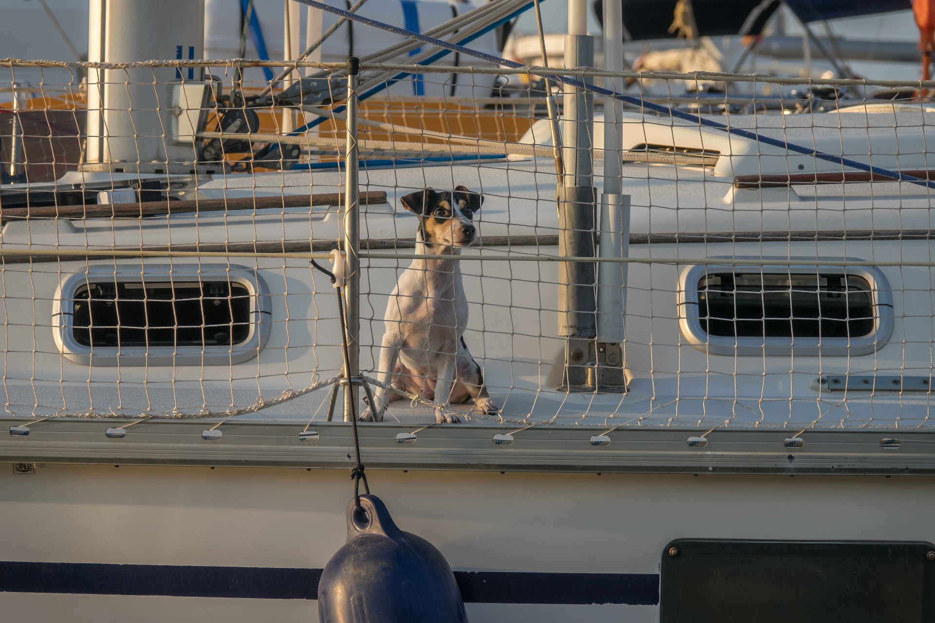 yachtcharter friesland mit hund