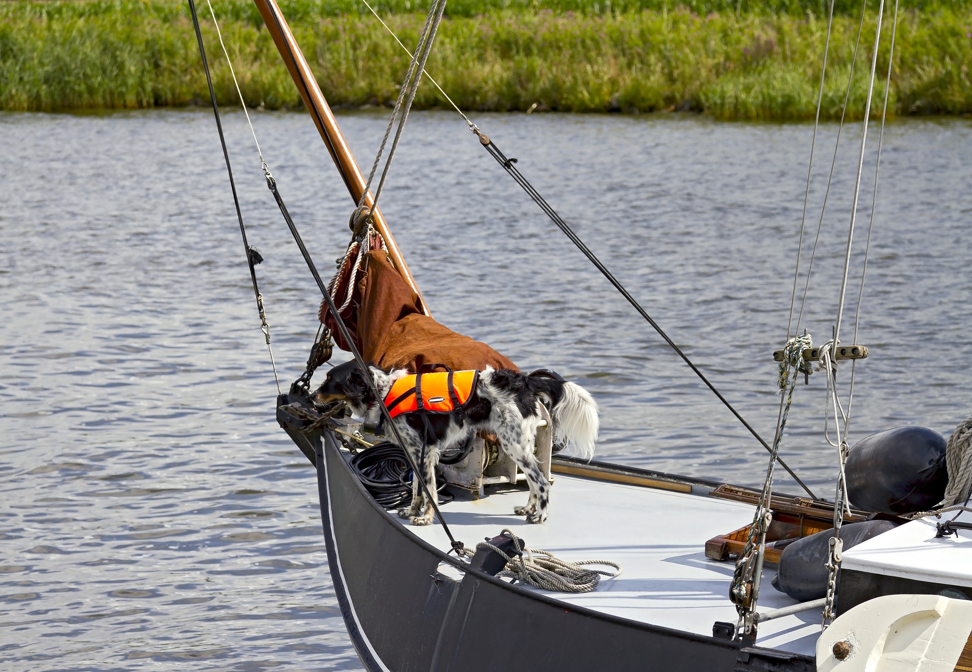 segelyacht charter mit hund